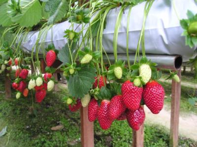 Đặc sản nổi bật ở Lâm Đồng